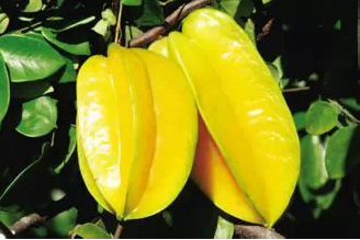 拉肚子能吃杨桃水果 拉肚子能吃杨桃水果