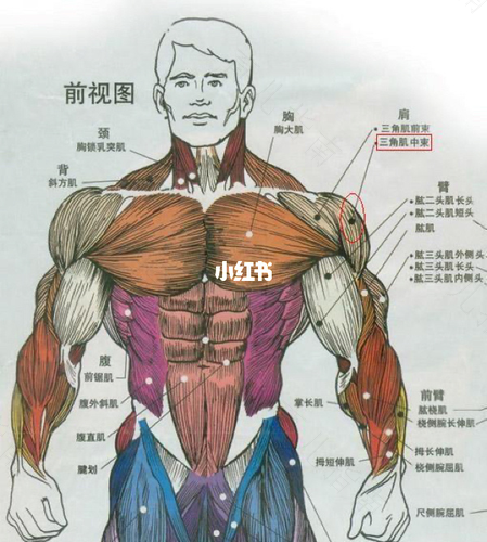 肱二头肌疼是怎么回事? 肱二头肌疼是怎么回事?