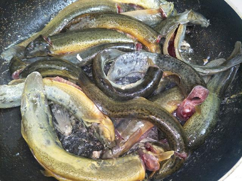 泥鳅的头为什么不能吃?