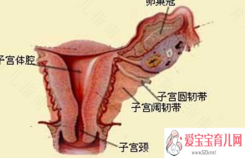 子宫内膜息肉会自己消失吗 子宫内膜息肉会自己消失吗