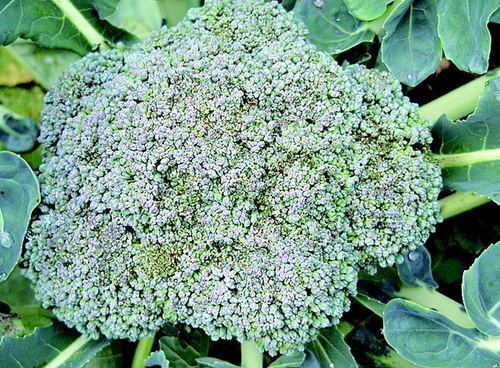 西兰花中毒有哪些症状 西兰花中毒有哪些症状