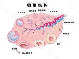 多囊卵巢一般怎么治疗方案 多囊卵巢一般怎么治疗方案