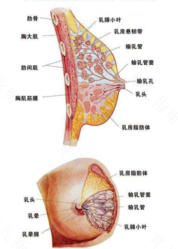 乳腺炎乳头疼怎么办 乳腺炎乳头疼怎么办