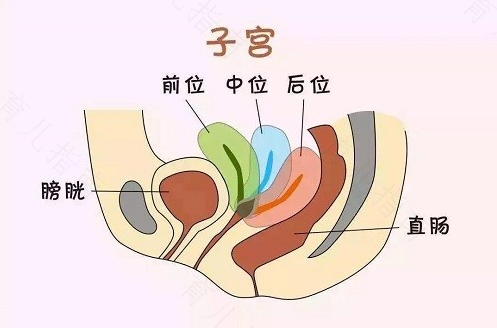 子宫质地中是什么意思啊 子宫质地中是什么意思啊
