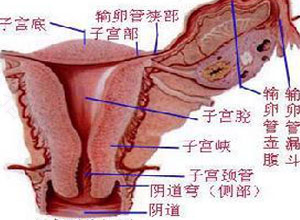 始基子宫怎么治疗 始基子宫怎么治疗