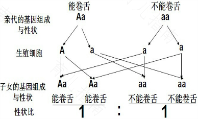 杂合突变会遗传吗 杂合突变会遗传吗