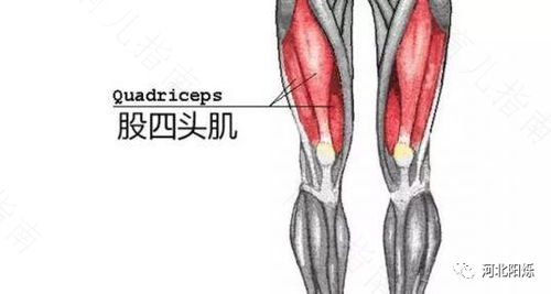 怎么锻炼小腿内侧肌肉图片 怎么锻炼小腿内侧肌肉图片