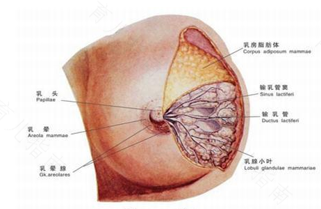 哺乳期乳房发炎怎么办老是会痛