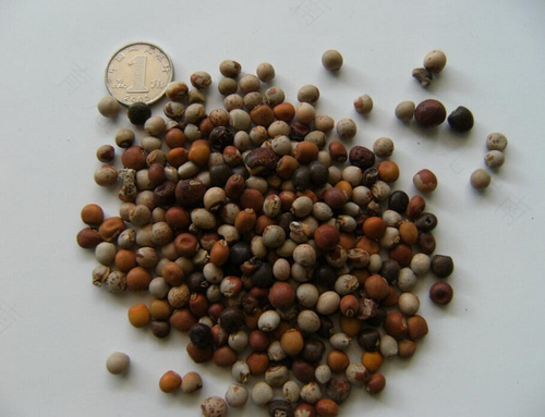 胆结石能不能吃黄豆? 胆结石能不能吃黄豆?