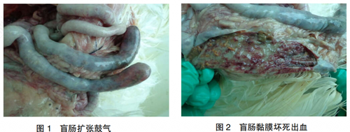 急性出血坏死性肠炎病因症状