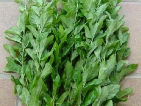 枸杞叶能不能生吃