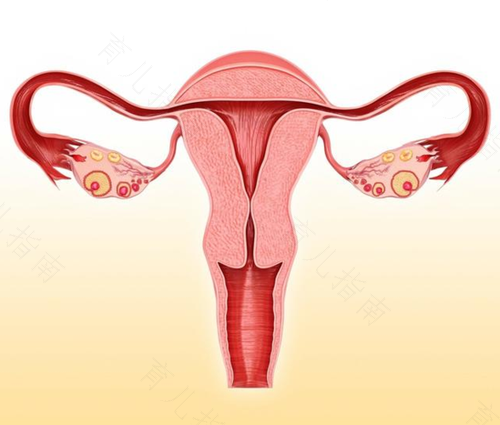 更年期切除子宫对女性的影响 更年期切除子宫对女性的影响