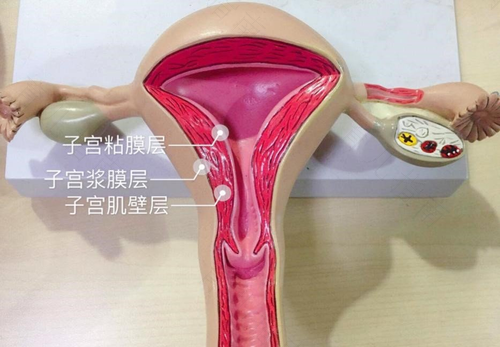 子宫壁薄是什么原因造成的 子宫壁薄是什么原因造成的