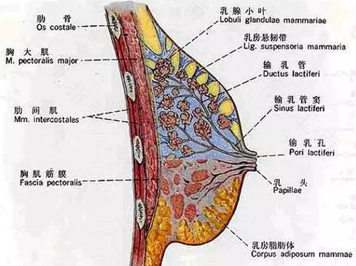乳腺腺体是什么 乳腺腺体是什么