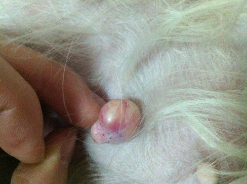 孕期乳头长个小肉粒怎么办 孕期乳头长个小肉粒怎么办