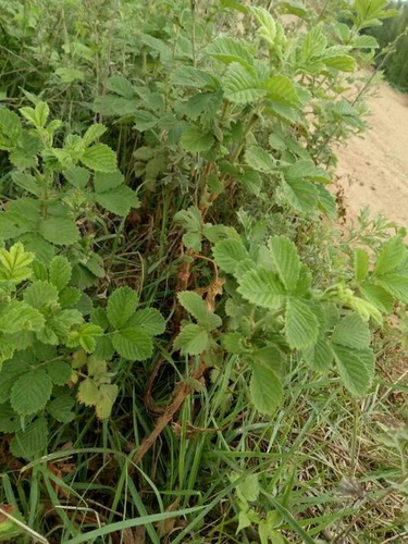 什么食物治拉肚子最快最有效