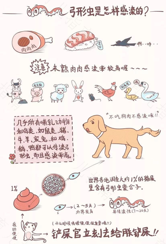 狗感染弓形虫会死吗 狗感染弓形虫会死吗