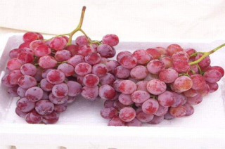 咳嗽不能吃提子吗 咳嗽不能吃提子吗