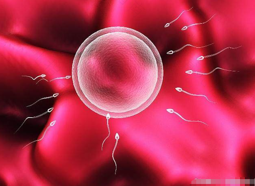 卵细胞发育不好怎么办 卵细胞发育不好怎么办