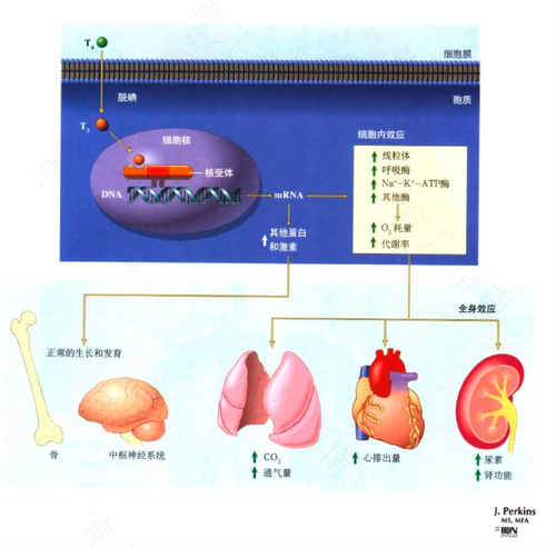 促甲状腺激素本质是蛋白质吗 促甲状腺激素本质是蛋白质吗