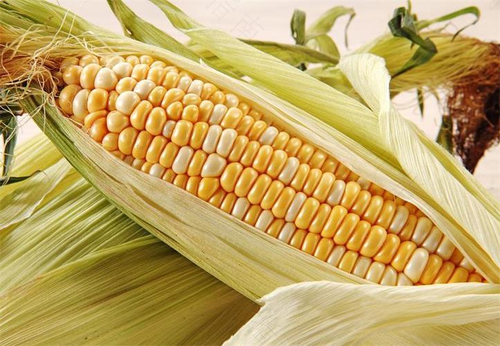 糖尿病能不能吃玉米吗 糖尿病能不能吃玉米吗