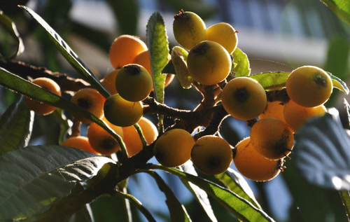 拉肚子能不能吃枇杷膏 拉肚子能不能吃枇杷膏