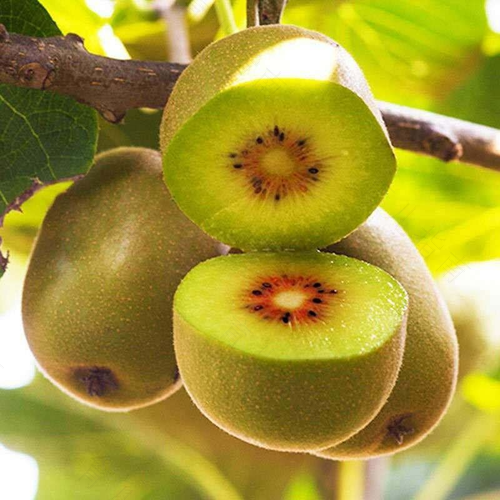 感冒了喉咙痛可以吃猕猴桃吗 感冒了喉咙痛可以吃猕猴桃吗