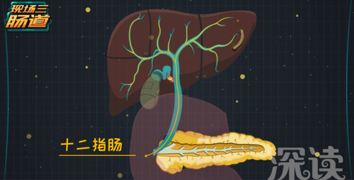 怎么促进肠道蠕动消化 怎么促进肠道蠕动消化
