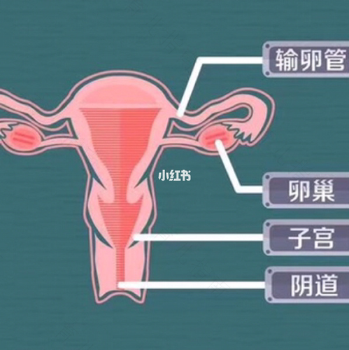 宫颈不光滑是什么原因 1/3 宫颈不光滑是什么原因 1/3