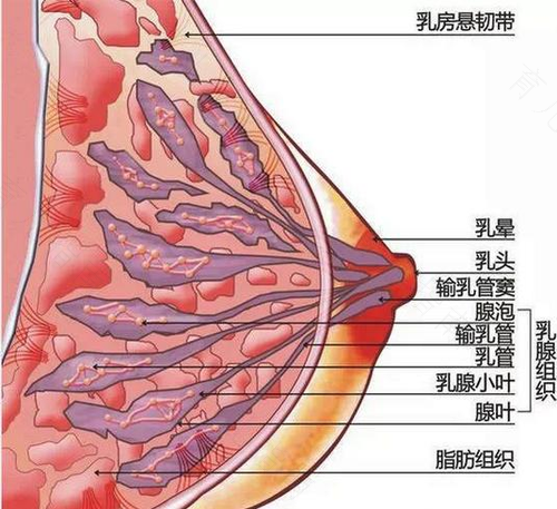 乳腺增生肿胀怎么办 乳腺增生肿胀怎么办