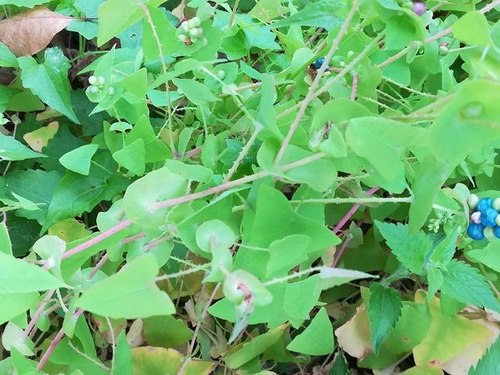 杠板归治带状疱疹用法 杠板归治带状疱疹用法