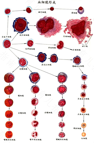 宝宝血液里有细菌严重吗 宝宝血液里有细菌严重吗
