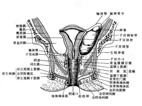 男性盆腔有什么器官啊? 男性盆腔有什么器官啊?