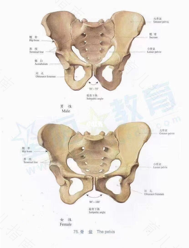 骨盆外扩怎么办 骨盆外扩怎么办