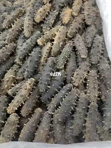 肠胃感冒可以吃海参吗 肠胃感冒可以吃海参吗