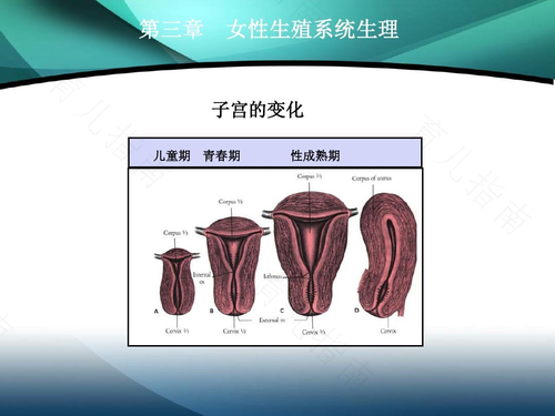 女人能换子宫吗 女人能换子宫吗