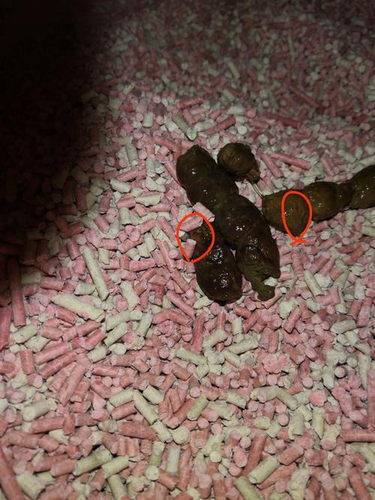 拉屎拉出血怎么回事无疼痛 拉屎拉出血怎么回事无疼痛