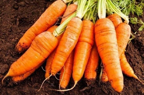 小孩子拉肚子能不能吃萝卜 小孩子拉肚子能不能吃萝卜