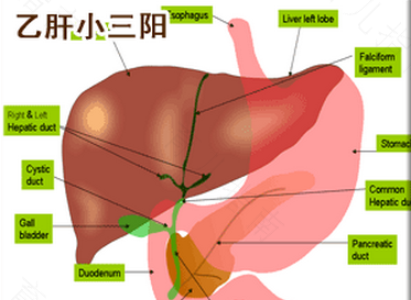 老公得了小三阳怎么办 老公得了小三阳怎么办