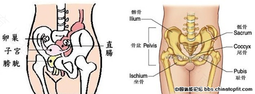 骨盆歪斜能矫正过来吗 骨盆歪斜能矫正过来吗