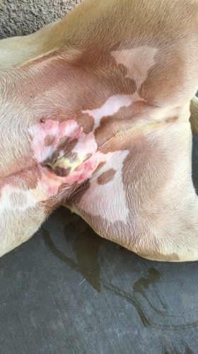 四个月宝宝鸡头红怎么回事 四个月宝宝鸡头红怎么回事