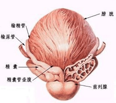 尿道炎怎么断根女 尿道炎怎么断根女
