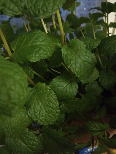 蚕豆病不可以吃薄荷吗 蚕豆病不可以吃薄荷吗