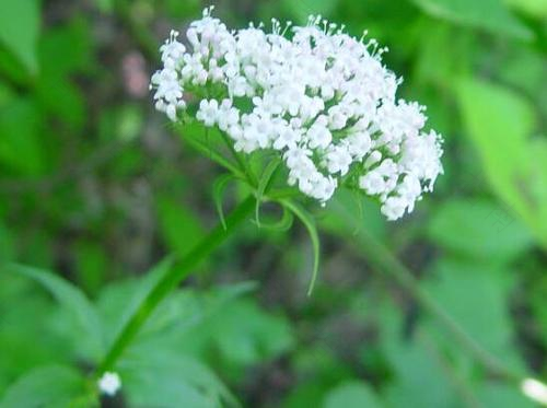 睡前适当服用缬草 治疗失眠不再纠结 睡前适当服用缬草 治疗失眠不再纠结