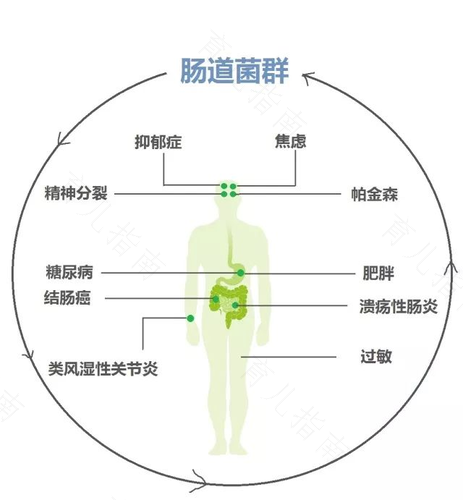 肠道内菌群平衡的重要性