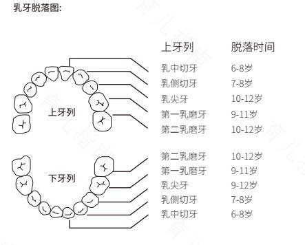 牙齿的内部结构及其功能
