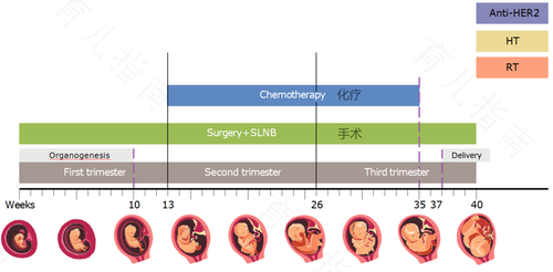 妊娠VS乳腺癌 两者大有关系 妊娠VS乳腺癌 两者大有关系