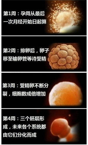 四个月了 你的胎宝宝有何发育进展