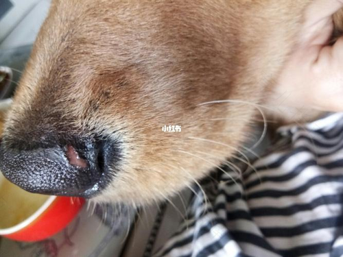 鼻子外面烂了是怎么回事 鼻子外面烂了是怎么回事