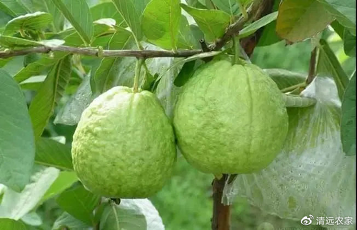 番石榴糖尿病人可以吃吗